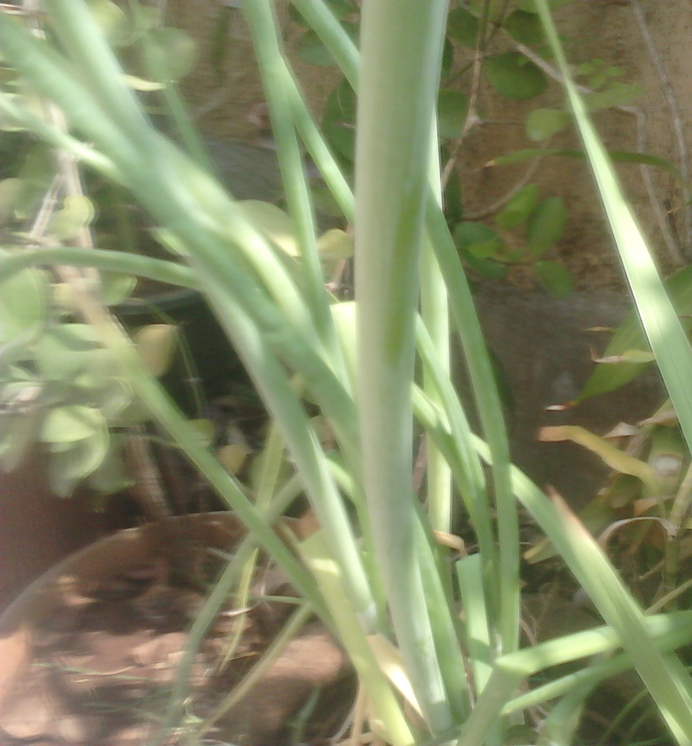 Garden Care Simplified Ornamental Onion Exotic Blooms Onion Plant