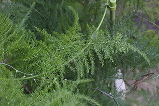 アスパラガスプルモーサス