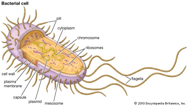 Citozolis ir citoplazma