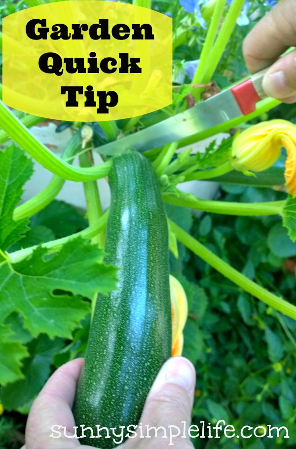 Sunny Simple Life Garden Quick Tip Easiest Way to Harvest Zucchini