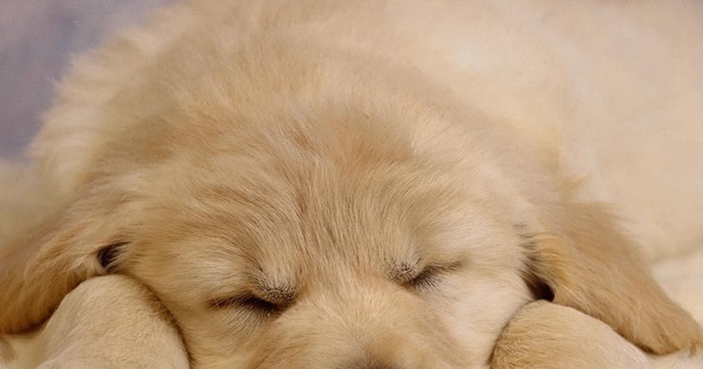 The MOST Beautiful wallpapers: Dog Wallpapers