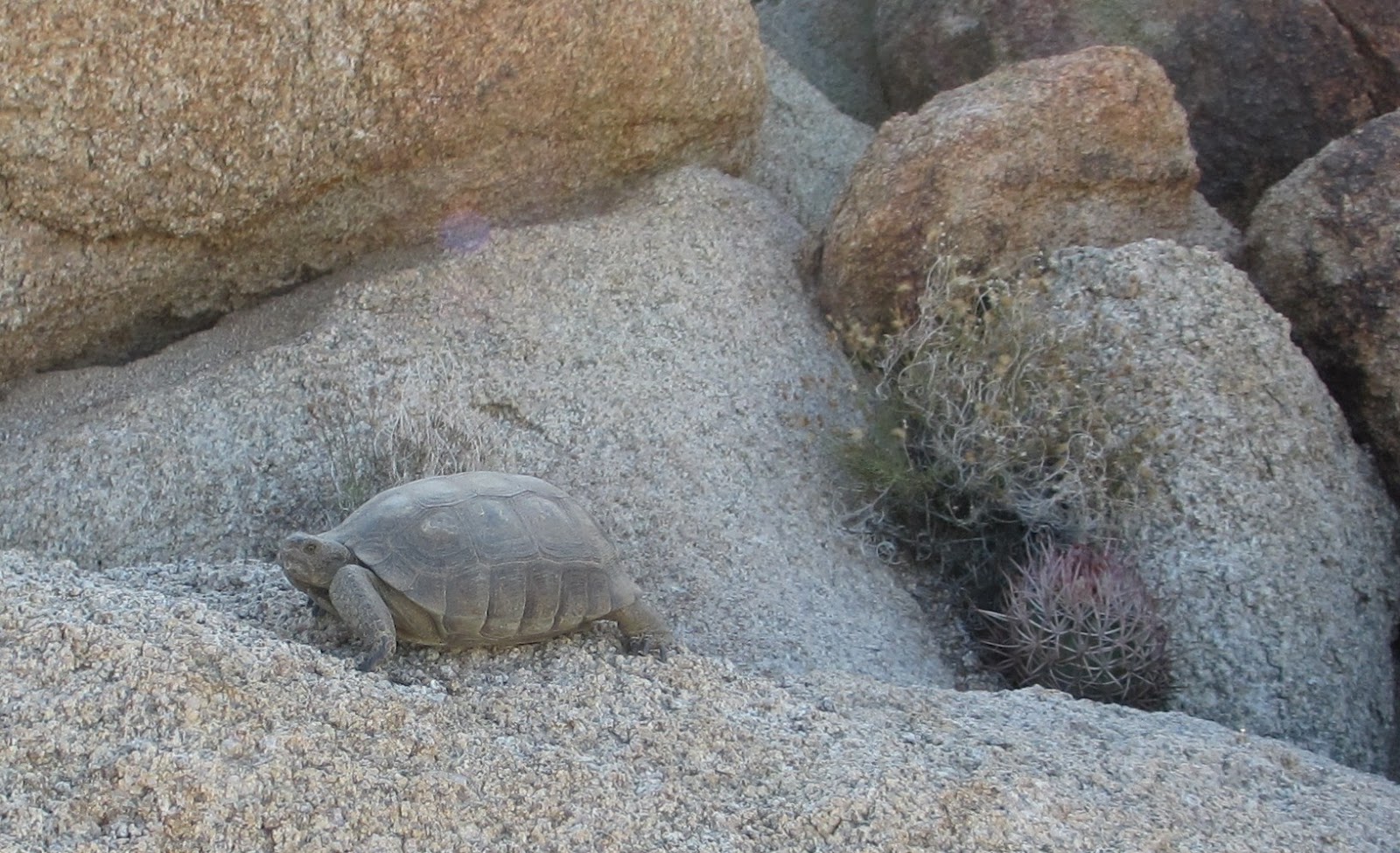 Cannundrums: Desert Tortoise II