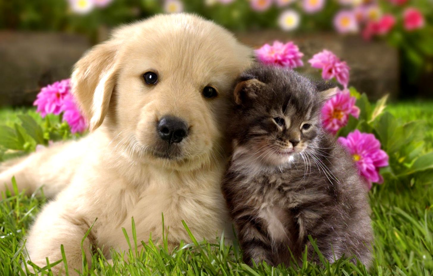 cute dog and cat wallpapers desktop