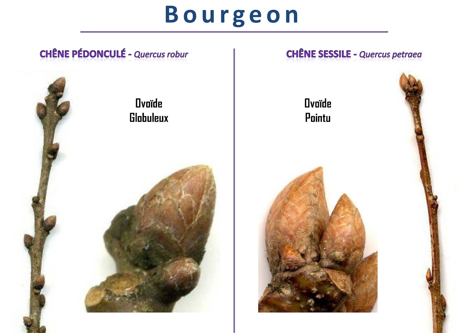 SylvicultureEcologie Chêne sessile Chêne pédonculé...des cousins — free download