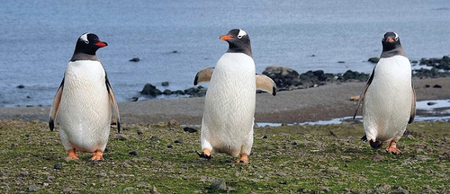 Zoo Jobs: Head Penguin Trainer