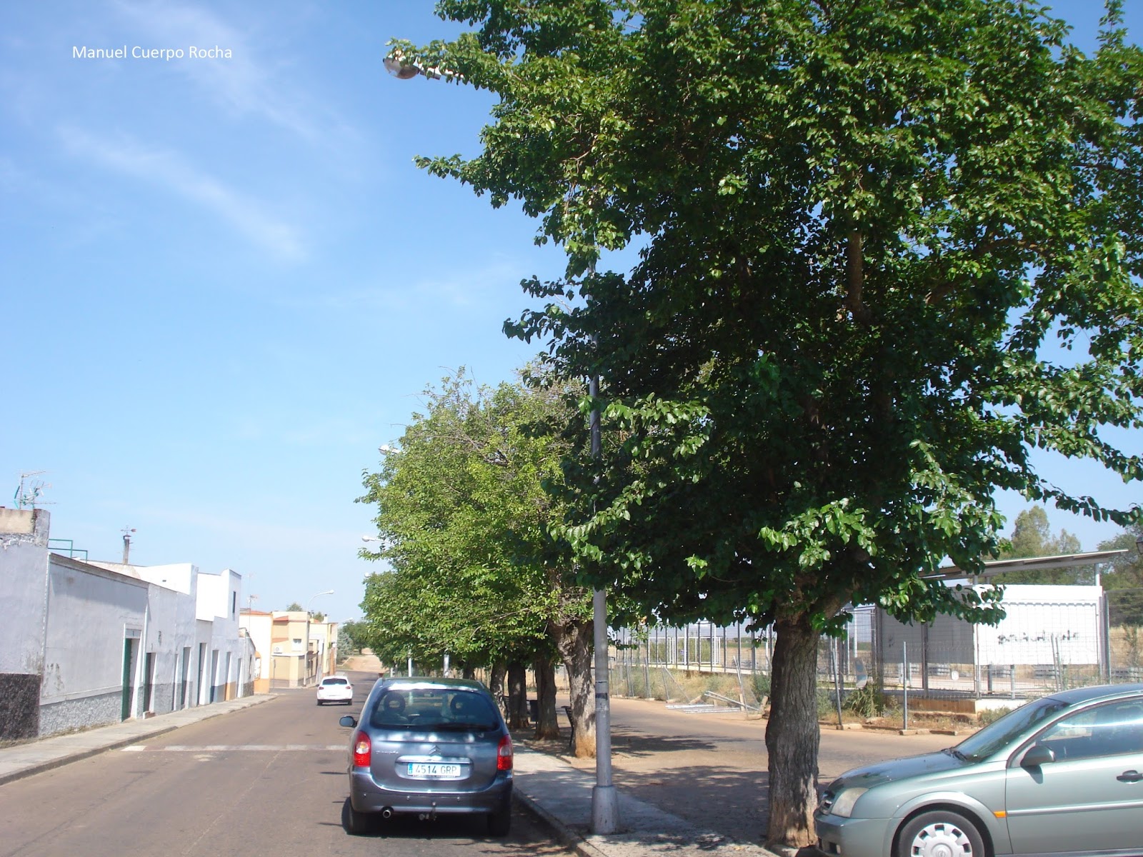 Nuevo árbol de árboles de morera impresión de gran tamaño Shawl Scarf mostaza Gris Blanco 