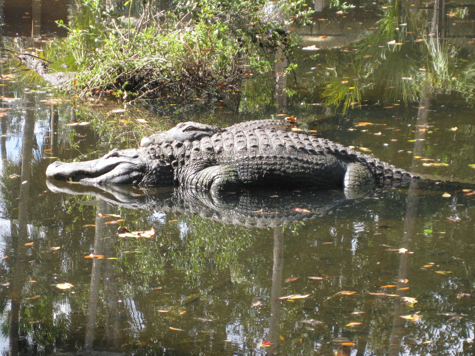Tales of MargarettaVel Homosassa Springs Wildlife State Park