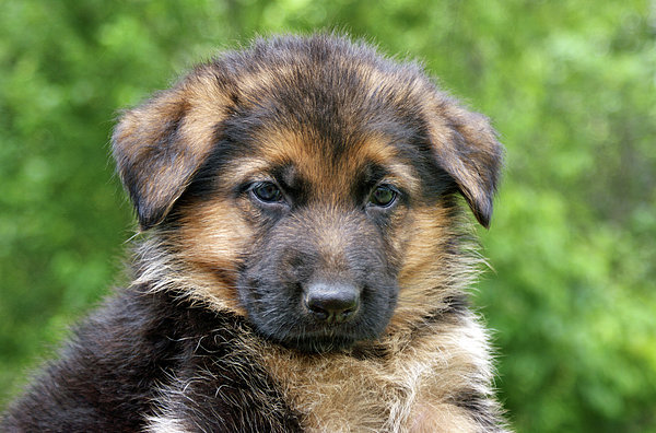 Freya: German Shepherd puppy for sale near me in Greece
