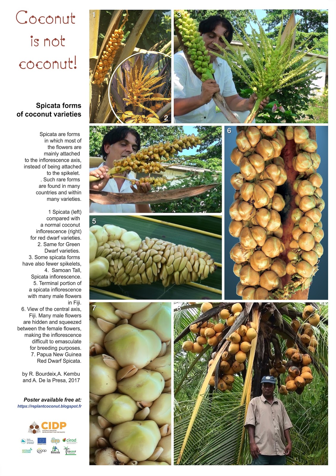 Coconut planting material for the Pacific region High definition