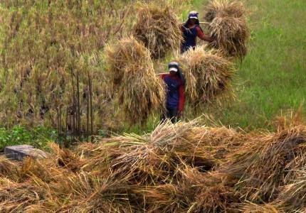 Cara Menghitamkan Rambut Secara Alami | UNIBIO NETWORK