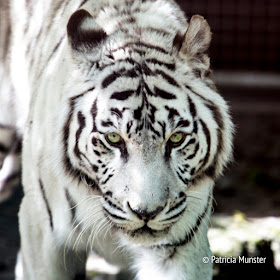 White tiger in Dierenpark Amersfoort - The Netherlands - Close up