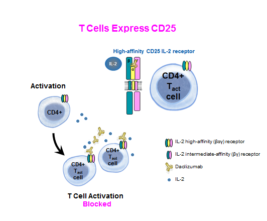 Education. How does Daclizumab Work? The MSBlog