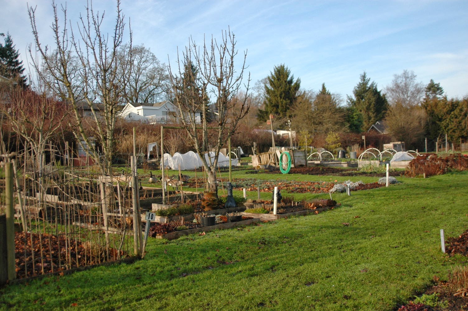 Allotment gardens, Victoria, C.B.