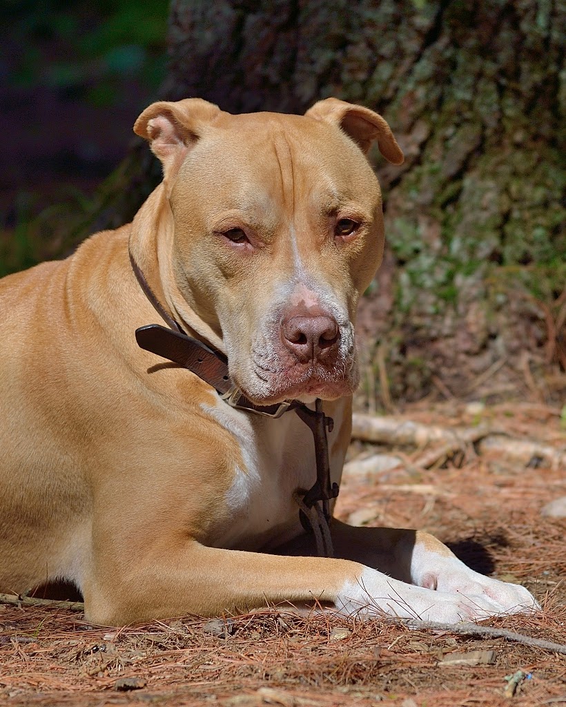 Arriba 100+ Foto Perros Shar Pei