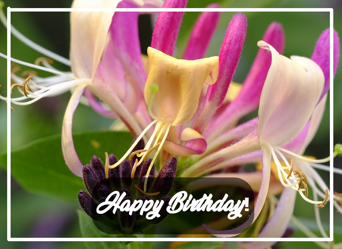 Beautiful Collection of June Birth Flower Rose & Honeysuckle S 4 You