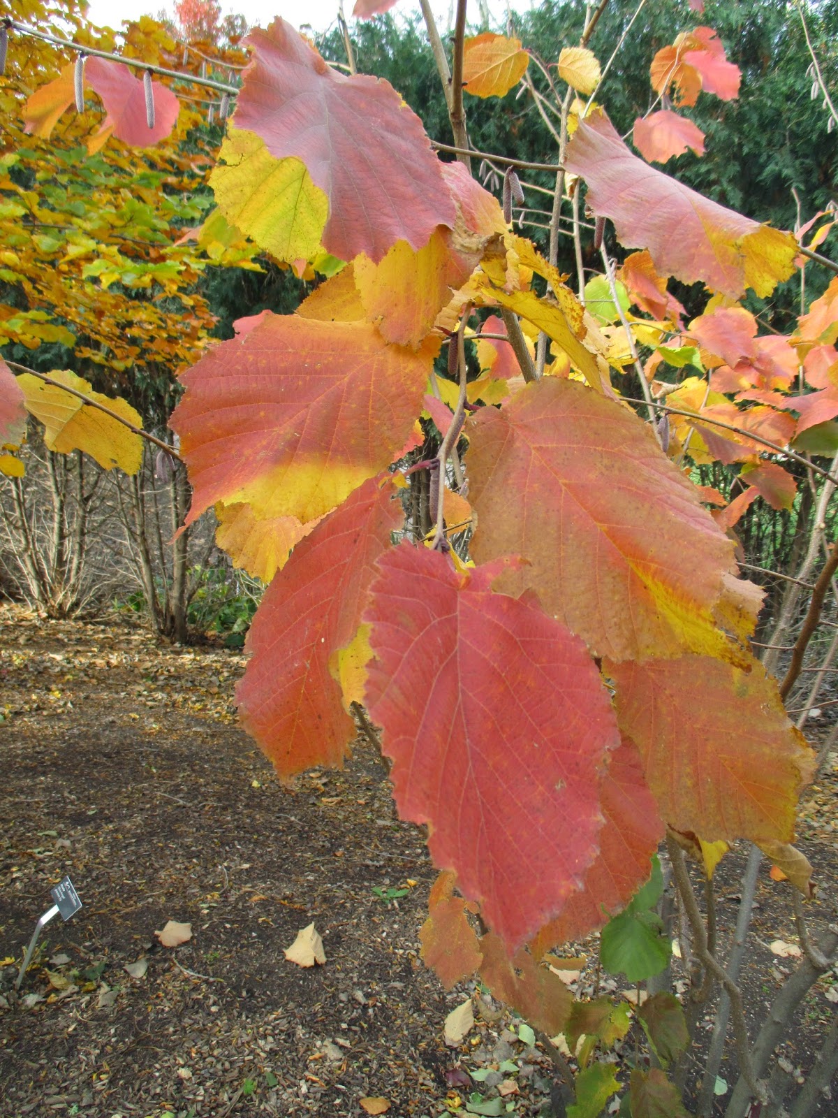 Rotary Botanical Gardens Hort Blog The Annual Tree Run