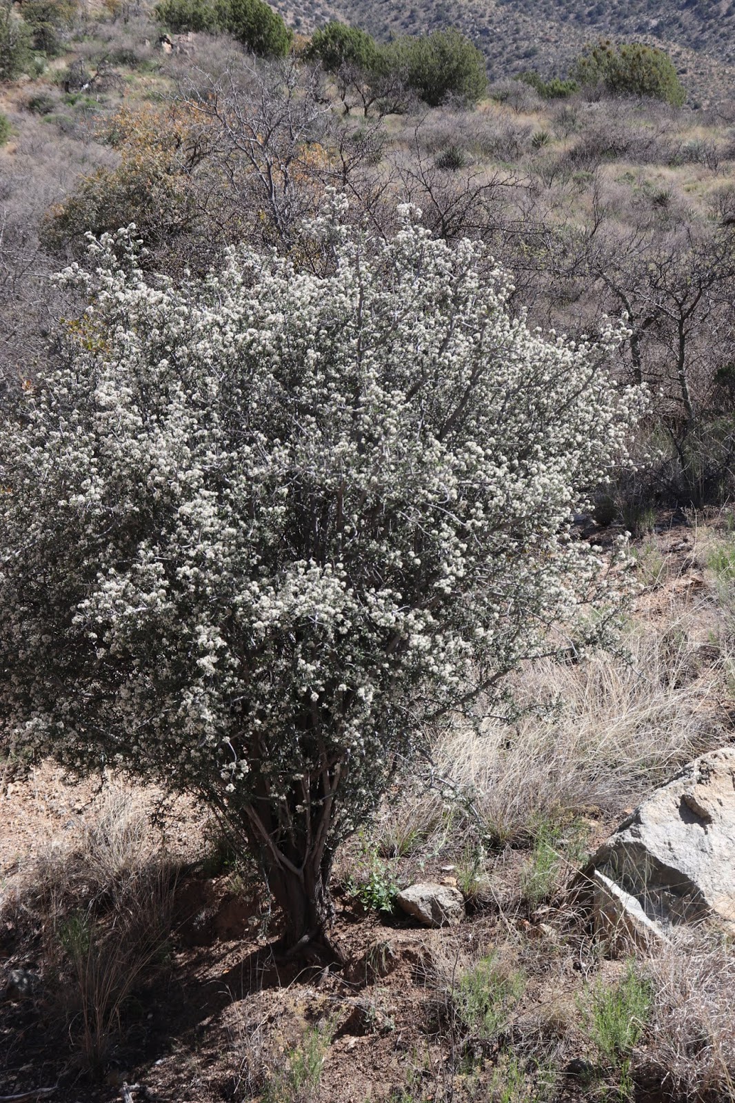 Books in Northport Paper Pages, Dusty Mountain Trails