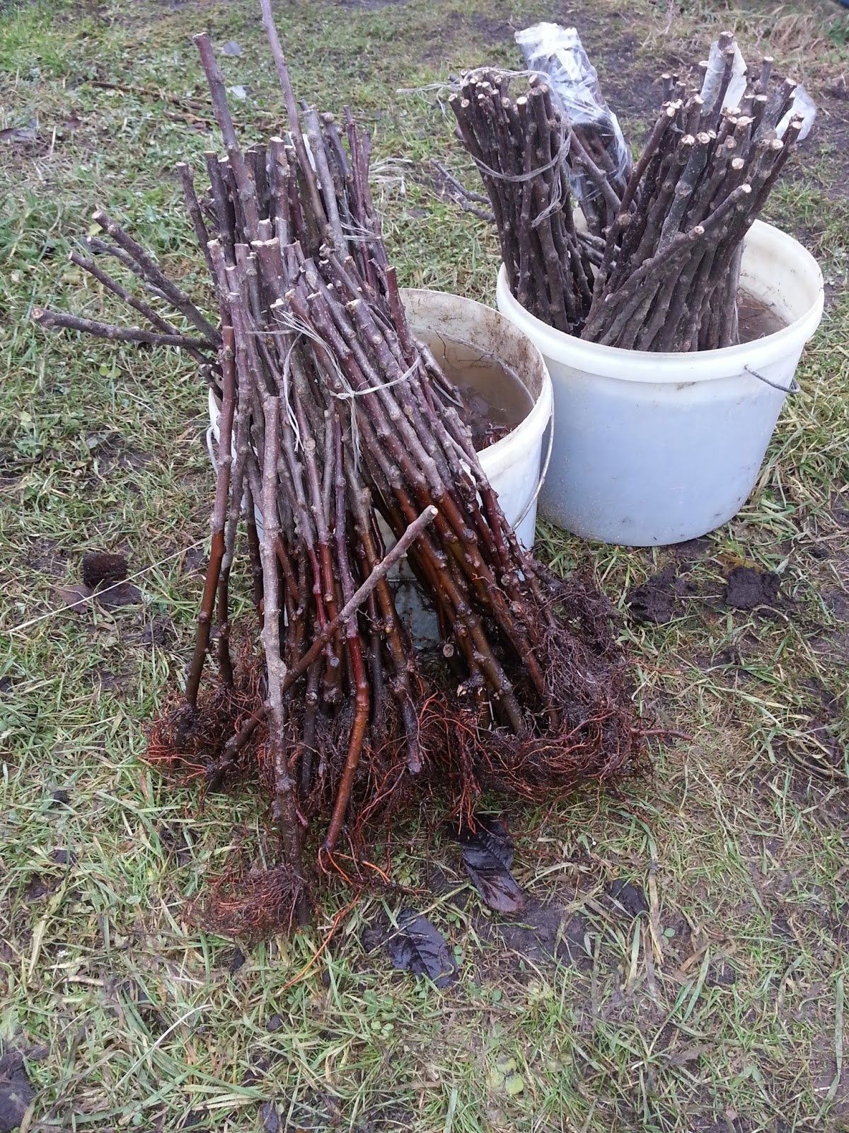 виды подвоев. дичок подвой. укоренить черенки подвоев яблони.