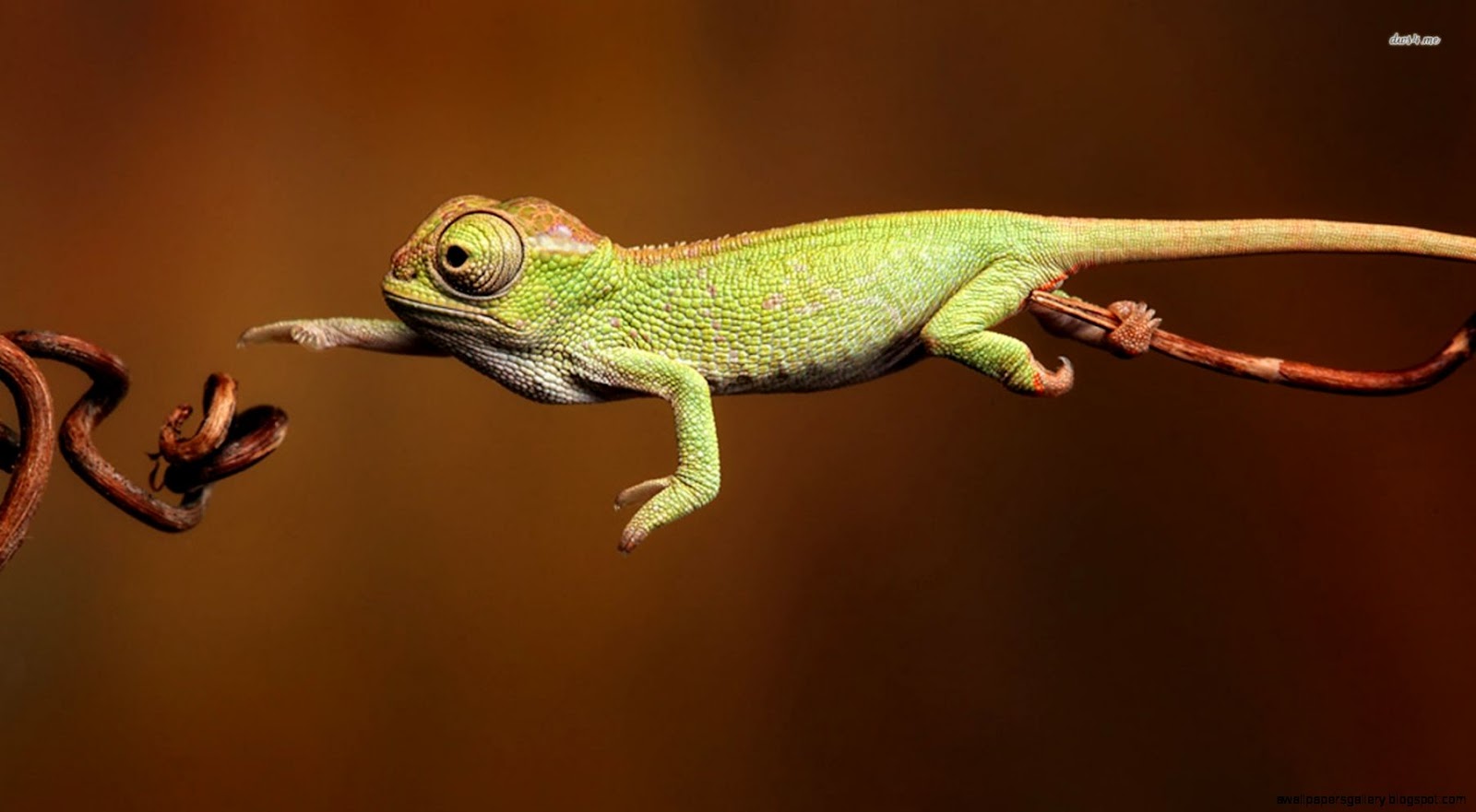 Chameleon Animal