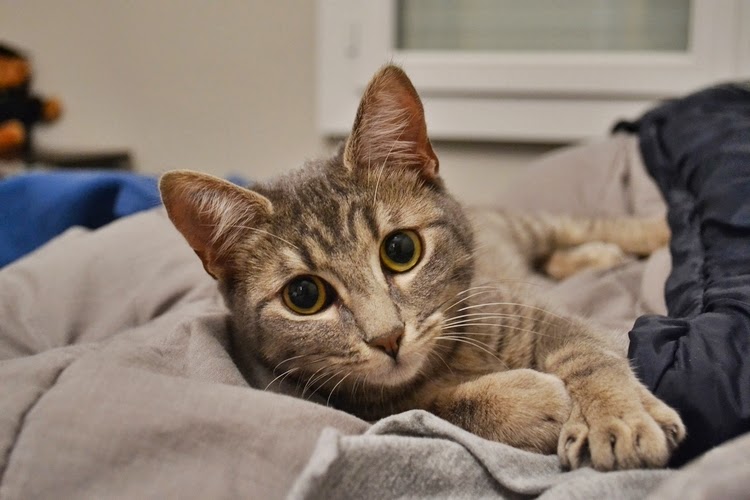 Les Plus beaux Chats Du Monde Facebook - les plus beaux images de chats