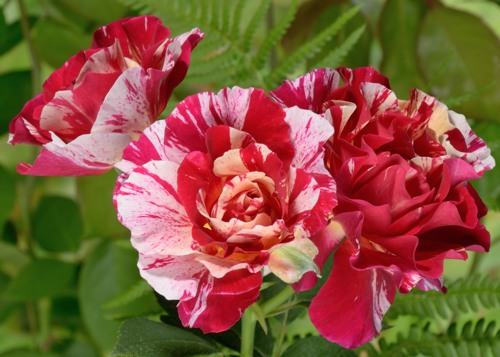 Maurice Utrillo rose сорт розы фото  