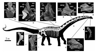 dinosaurios de Argentina Futalognkosaurus
