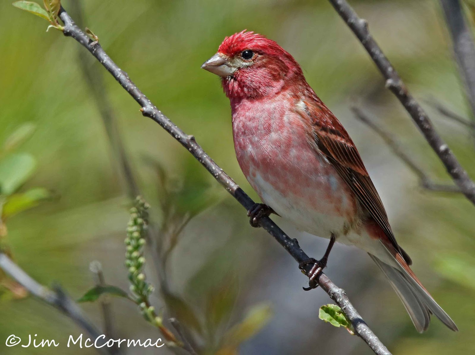 Ohio Birds and Biodiversity Northern Michigan!