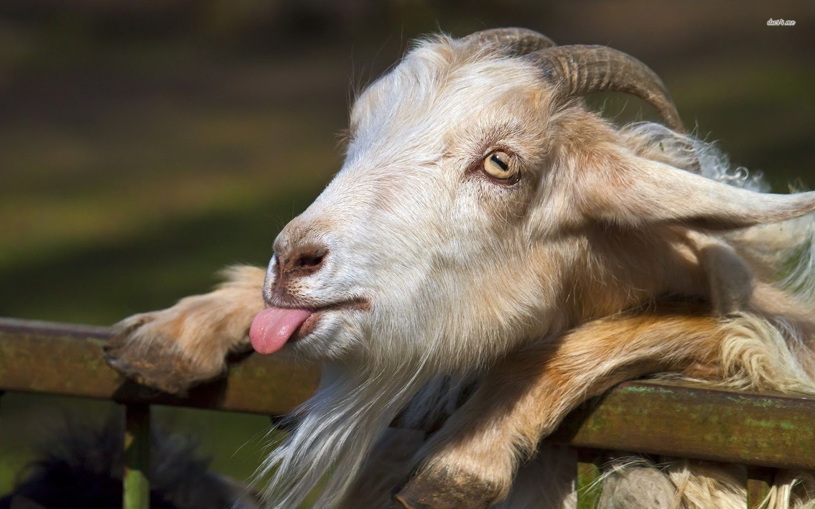 Dilarang Memberi Upah kepada Jagal dari Daging atau Kulit Kurban Dilarang Memberi Upah kepada Jagal dari Daging atau Kulit Kurban