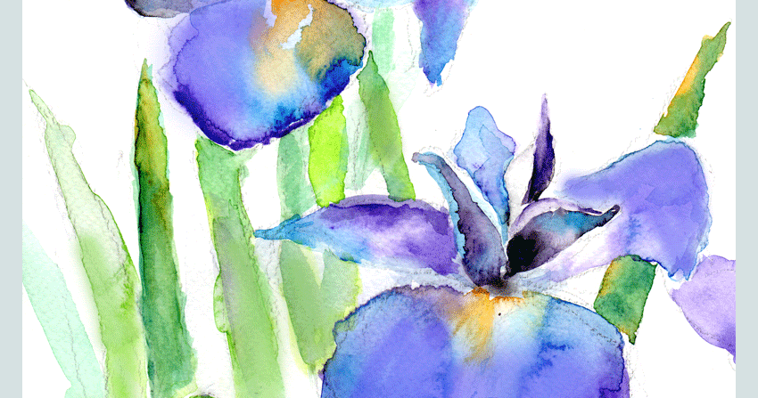 2025年 お歳暮・冬ギフト特集 水彩画「菖蒲と水草」 絵画