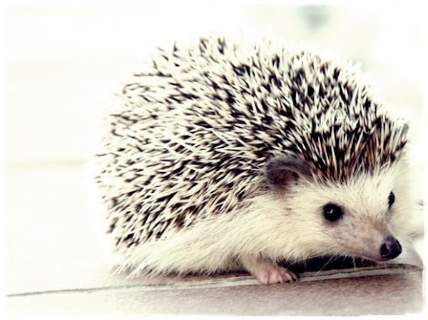 11 Ciri-Ciri Landak 11 Ciri-Ciri Landak