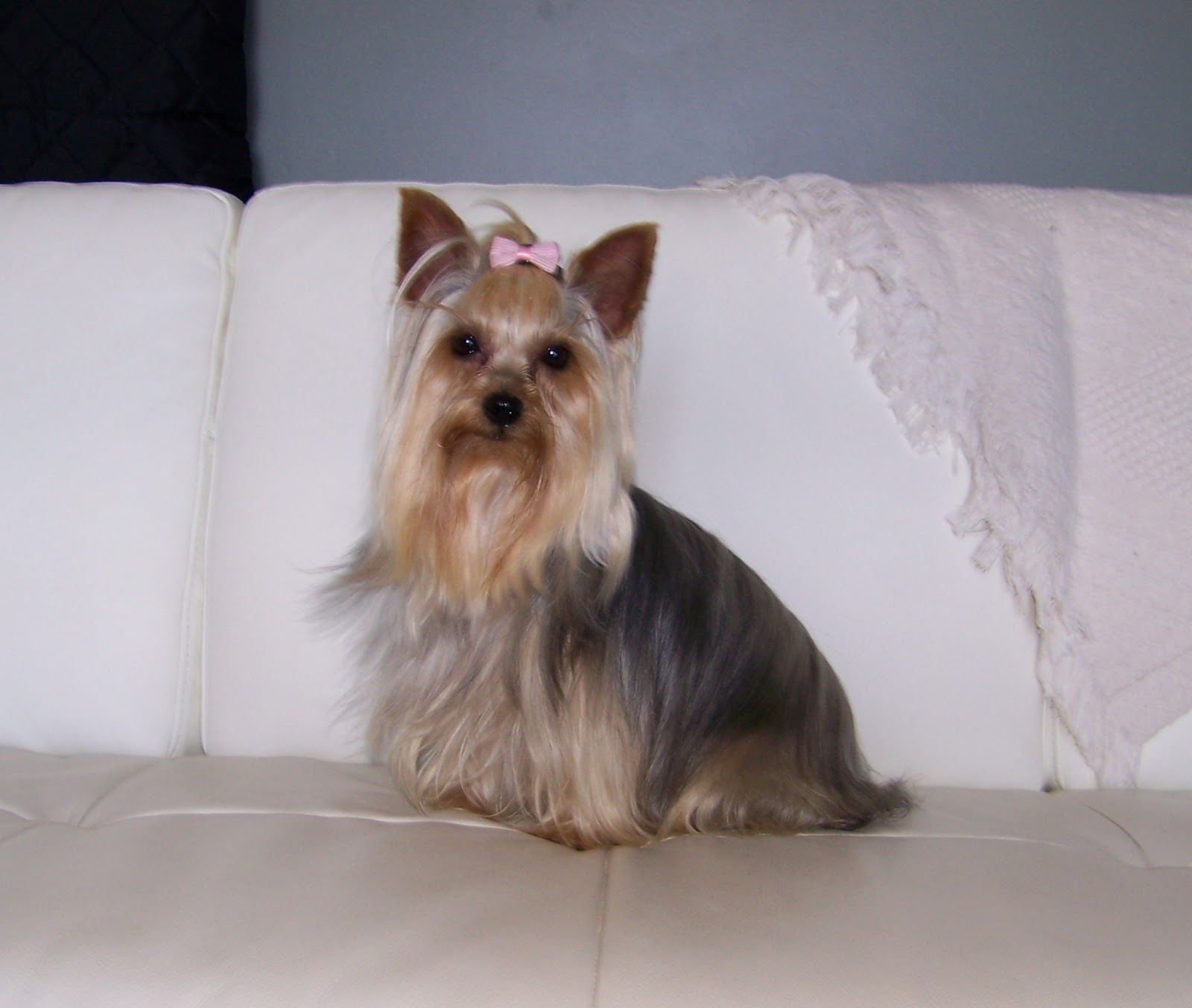 Companion Yorkies Pure Bred Yorkshire Terrier Puppies Litter Born