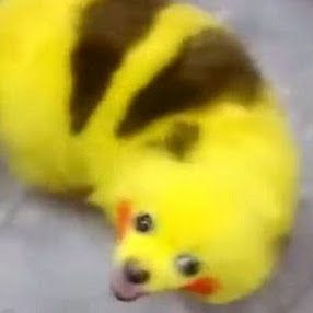 Dog Into Pikachu!