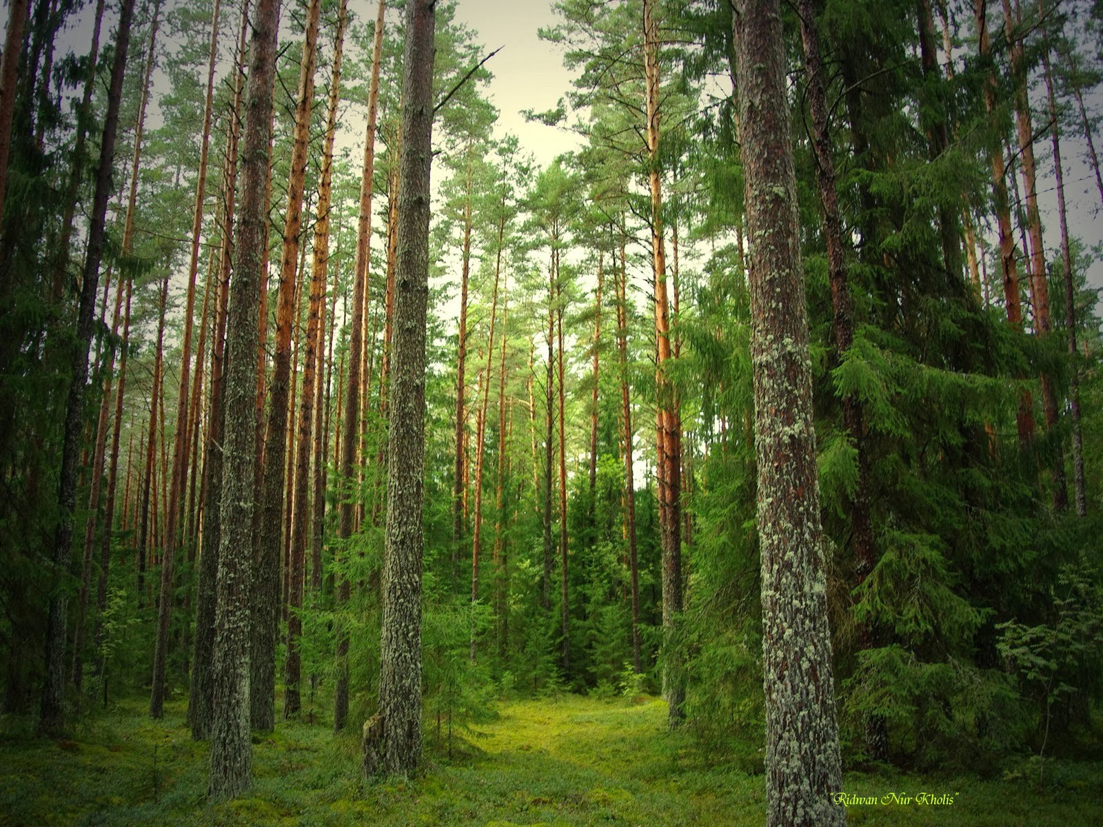 Terpopuler 33 Gambar Hutan  Pinus