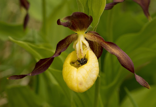 Lady's Slipper Orchid - Gait Barrows, Cumbria