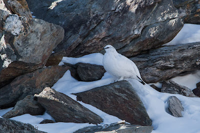 Perdiu blanca (Lagopus muta)