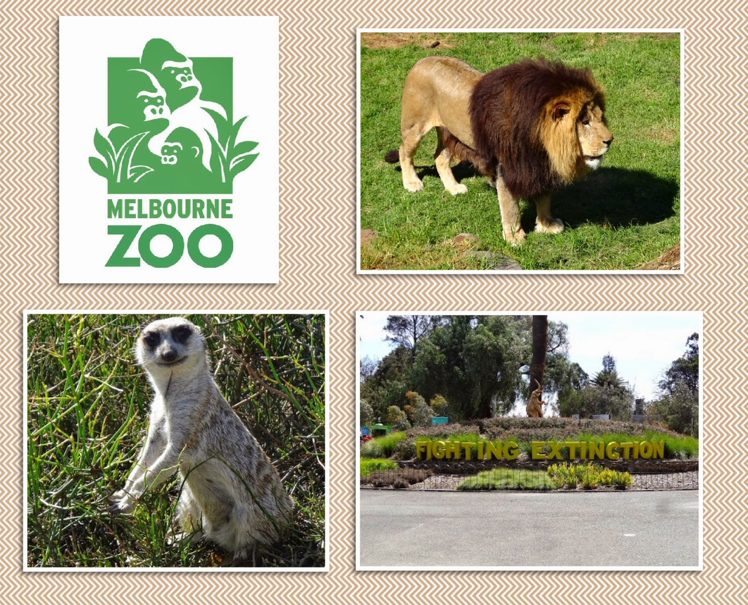 Stu the Zoo Top Five Zoos In Australia