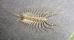 centipede facts animals wildlife photographs