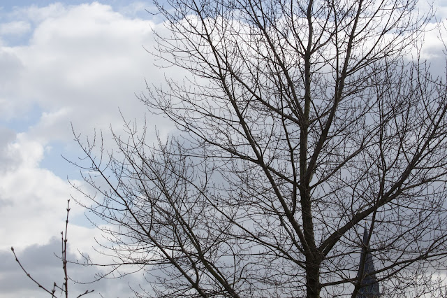 motiv: tree and sky