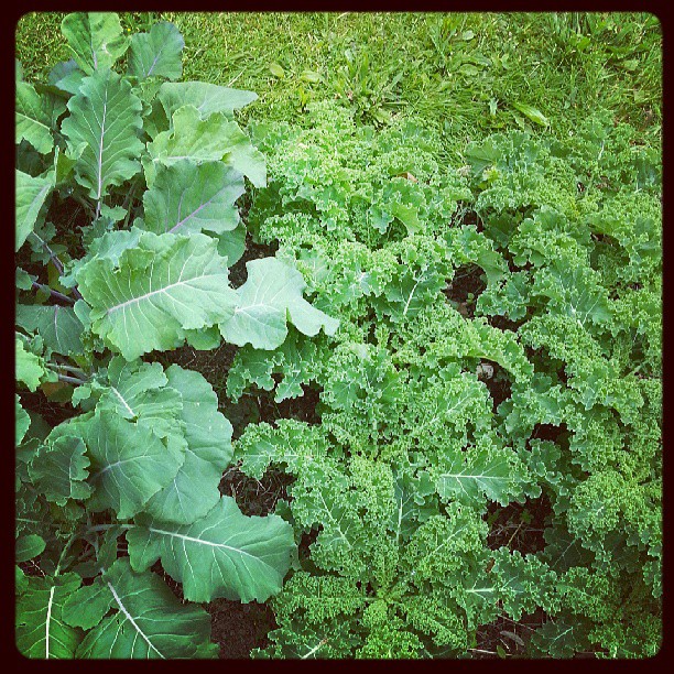 garden broccoli kale home grown garden broccoli kale
