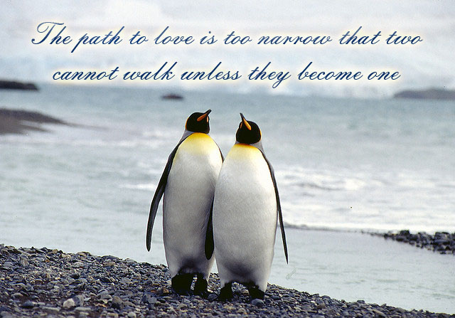 Cute Penguin Quotes. QuotesGram