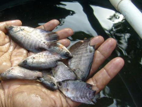 Business plan budidaya ikan gurami 03 picture