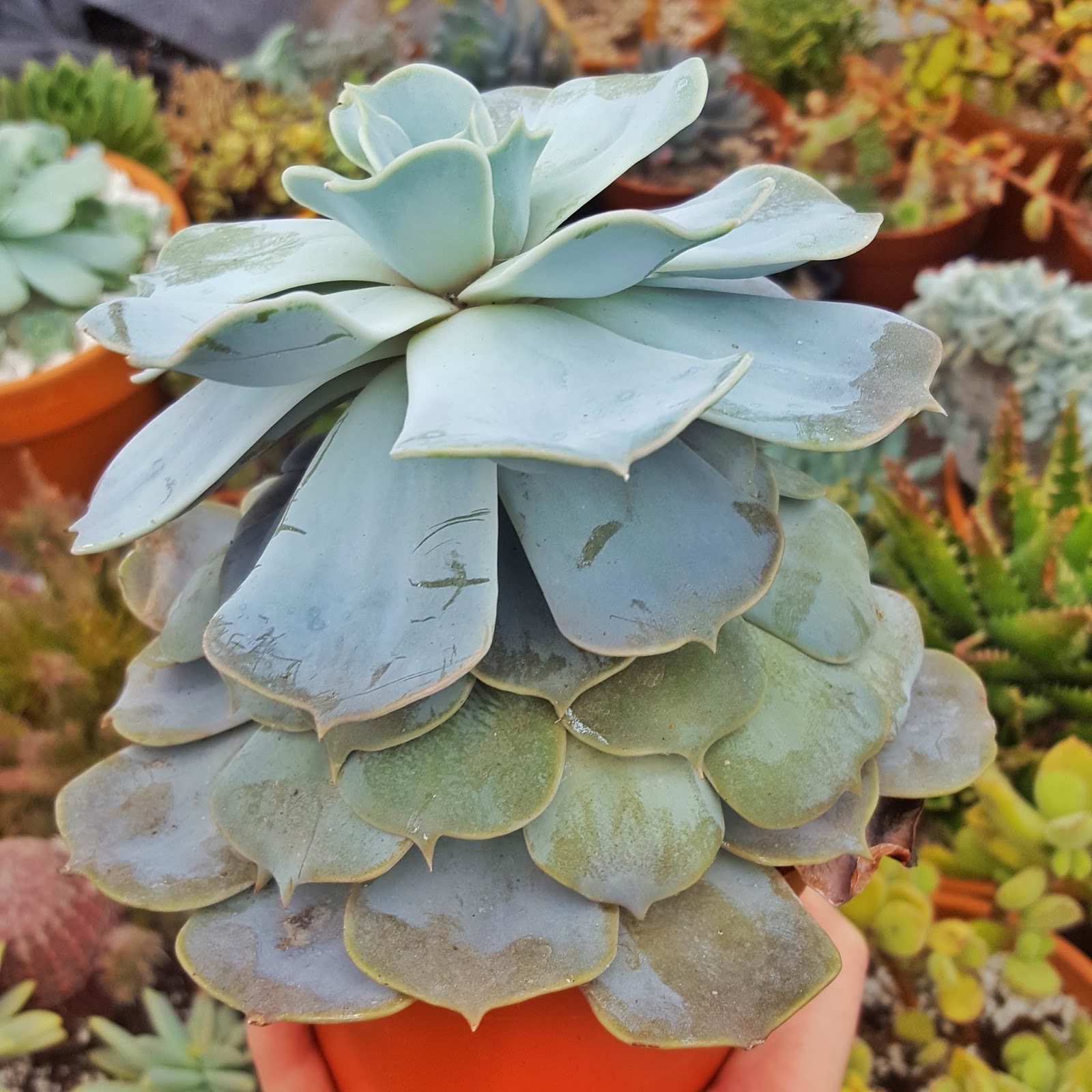 Stretched out succulent