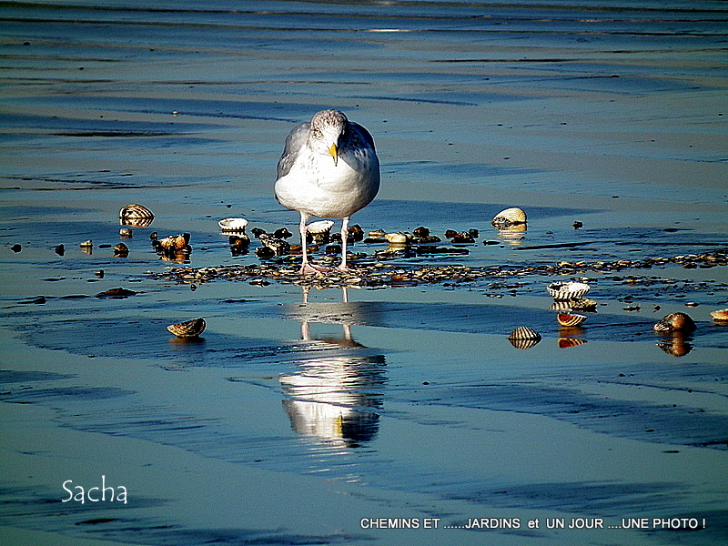 un-jour-une-photo-oiseaux-de-mer-st-nic-pentrez