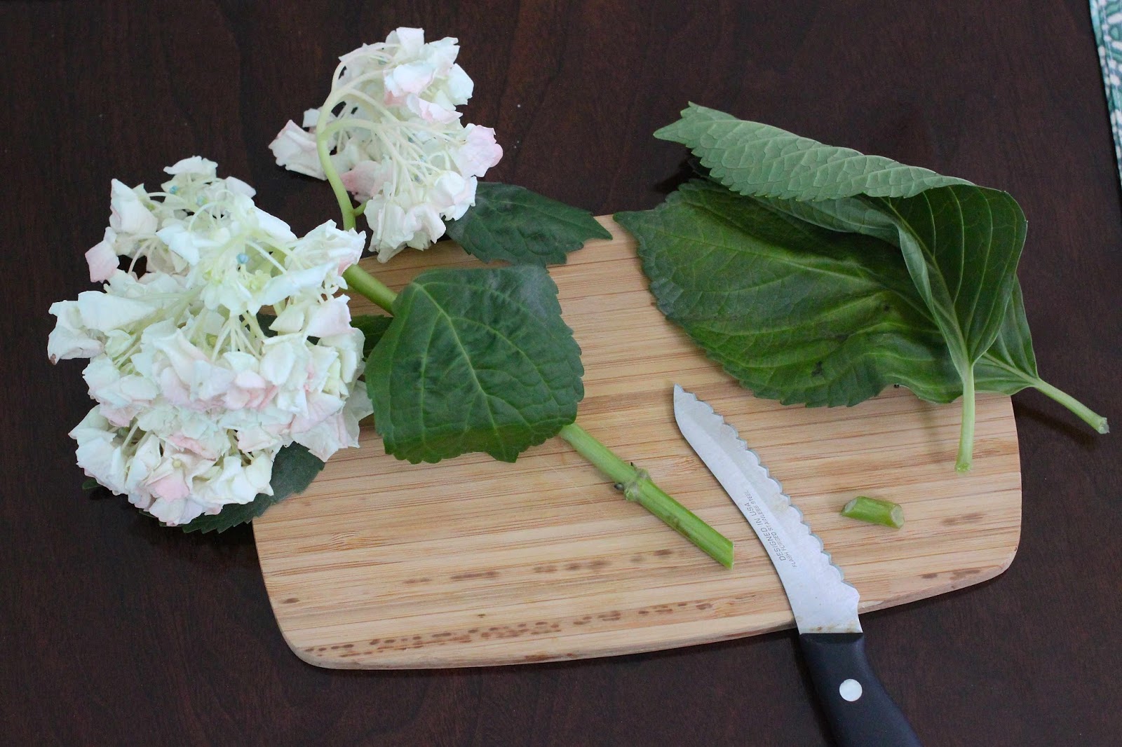 borrowed heaven How To Save Wilting Hydrangeas