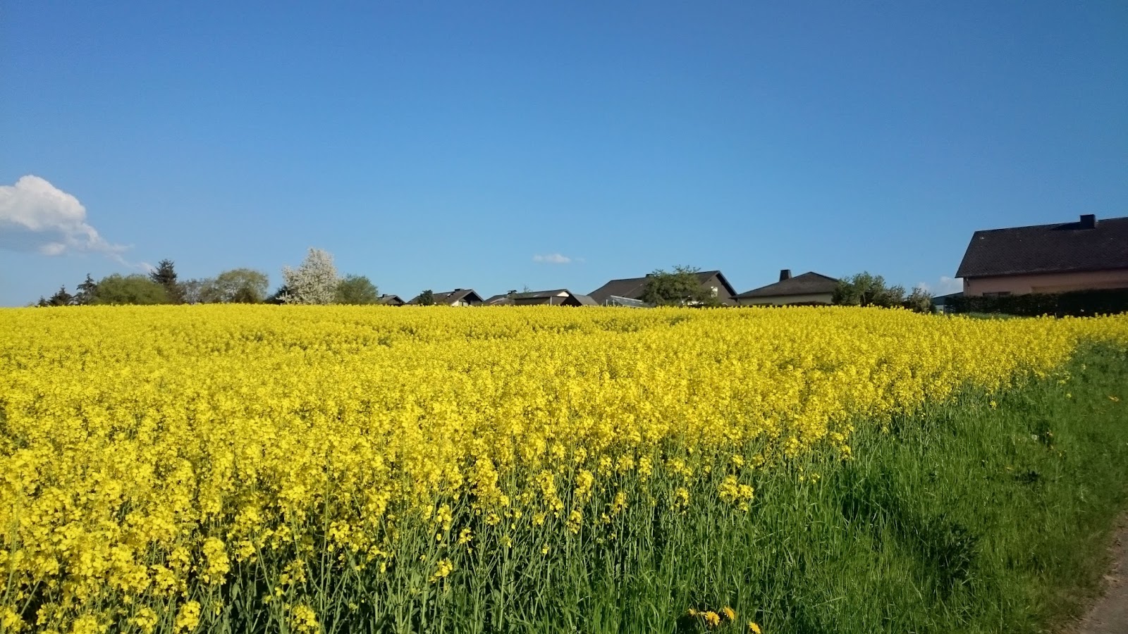 ヨーロッパを歩く ドイツは菜の花がきれいな時期になりました！
