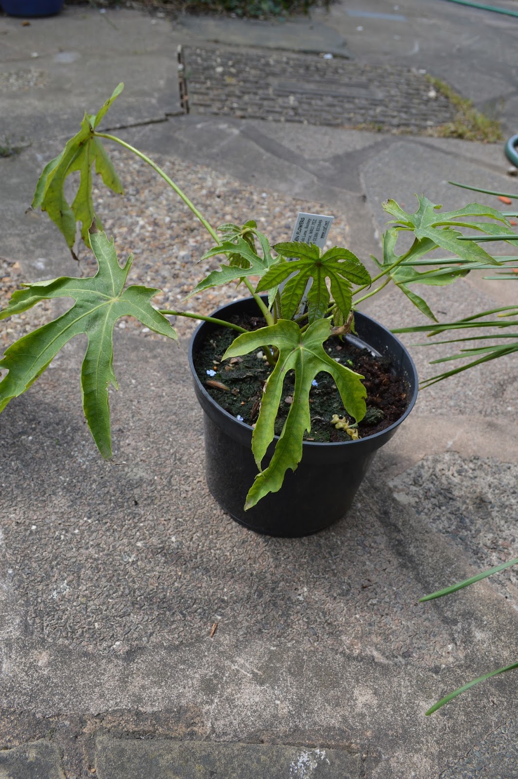 Life Between The Flowers Choisya Ternata Mexican Orange Shrub