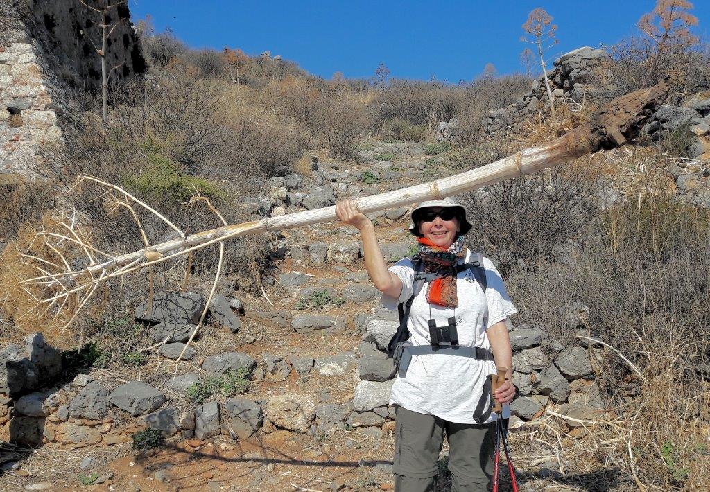Eulenblick Riesenfenchel Gemeines Rutenkraut Gemeines Steckenkraut