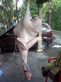 AYAM KALKUN: SEDIA DAGING KALKUN SIAP OLAH