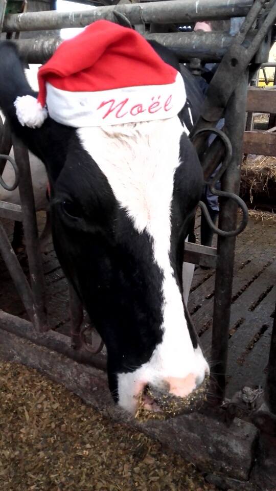 Vach'Expo équipe Prim'Holstein au TNLA 2017: Joyeux Noël