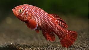 hd 2016fish wallpaper pictures photos free download 44